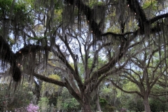 Picture-10-Thomasville