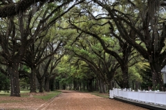 Picture-11-Thomasville