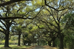 Picture-7-Thomasville